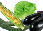 朝採り野菜